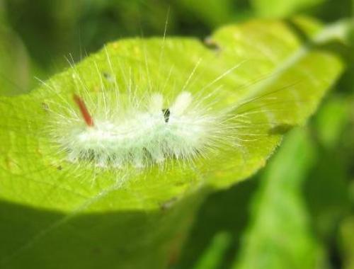 Réf. 40 922 : Calliteara pudibunda