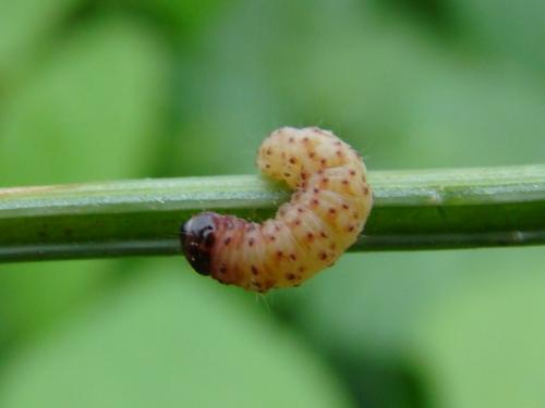 Pexicopia malvella