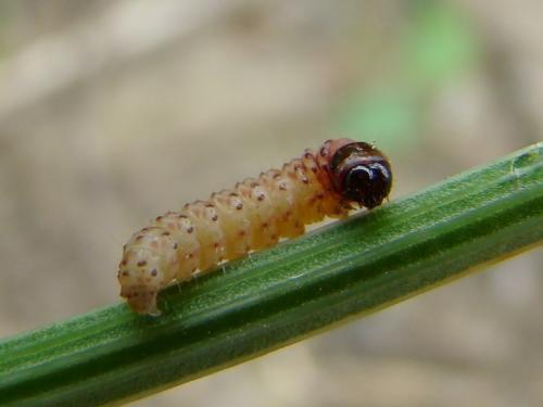 Pexicopia malvella