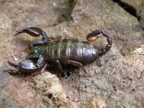 Réf. 40 371 : Euscorpius mingrelicus