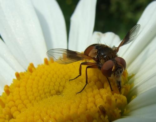 Réf. 40 978 : Ectophasia sp.