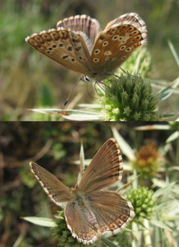 Polyommatus bellargus