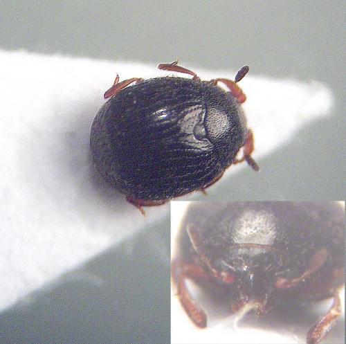 Aspidiphorus sp.