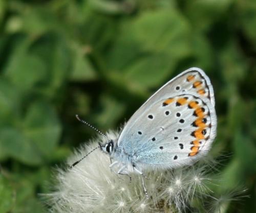 Réf. 40 578 : Plebejus argyrognomon