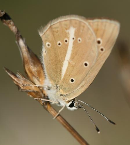 Polyommatus ripartii