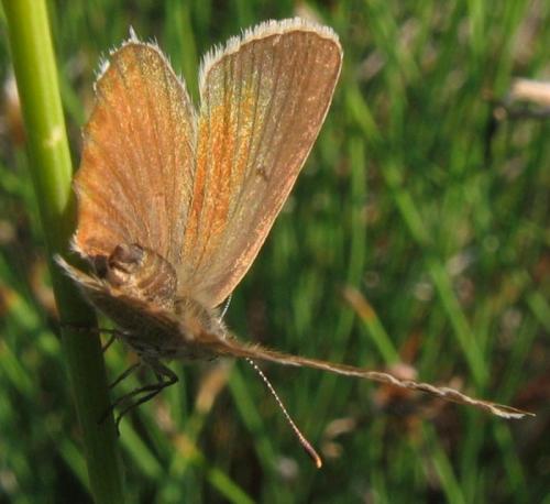 Réf. 40 603 : Polyommatus ripartii