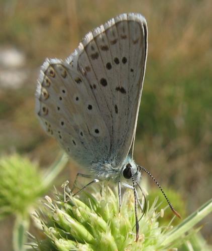 Réf. 40 836 : Polyommatus sp.