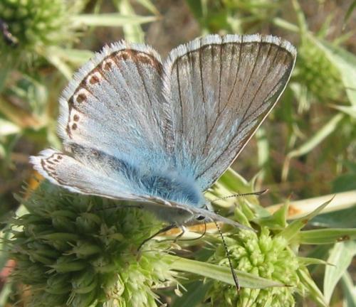 Réf. 40 837 : Polyommatus sp.