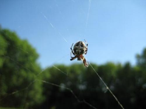 Larinioides sclopetarius