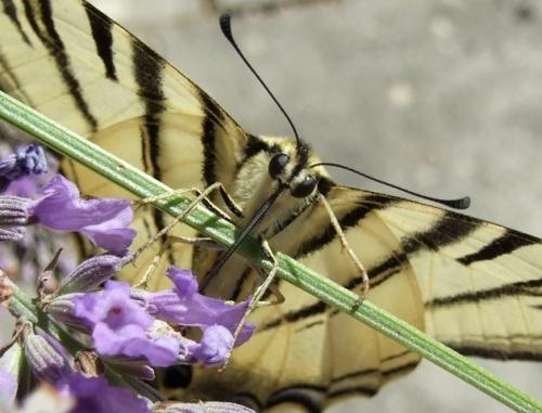 Iphiclides podalirius