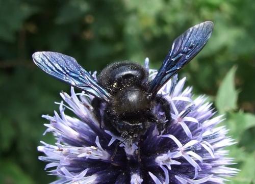 Xylocopa violacea
