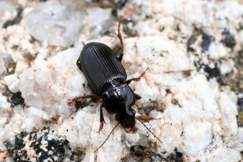 Harpalus bellieri