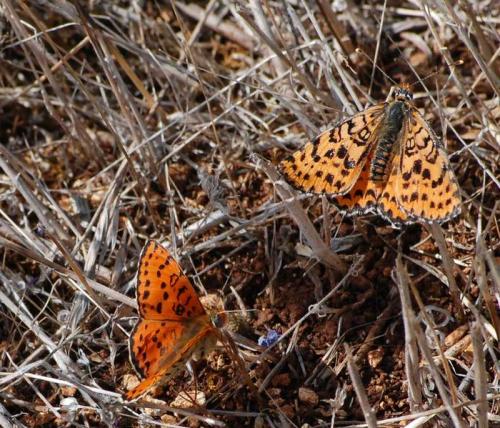 Melitaea didyma