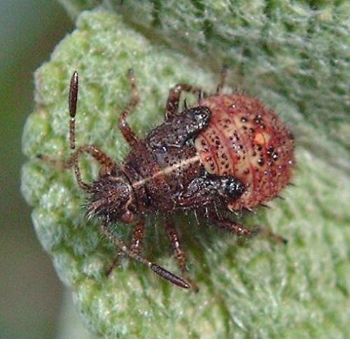 Réf. 40 831 : Rhopalus sp.