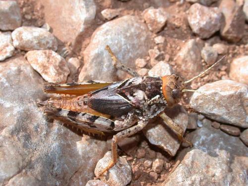 Prionotropis azami