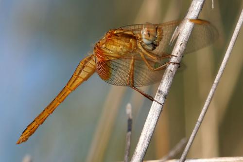 Crocothemis erythraea