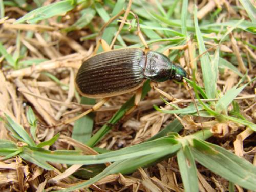 Epomis croesus