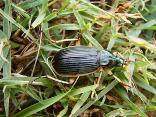 Epomis croesus