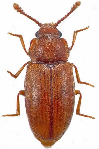 Cryptophagus escolai