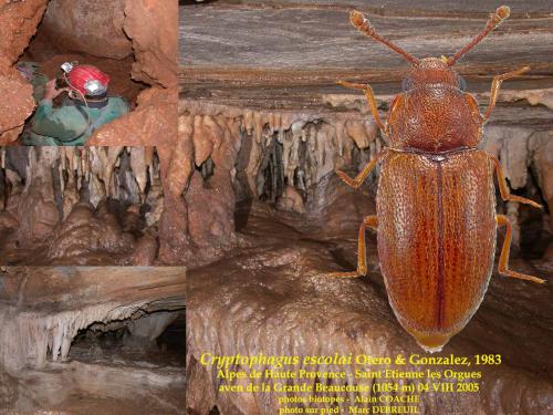 Cryptophagus escolai