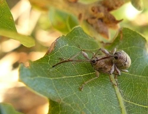 Réf. 40 258 : Curculio elephas