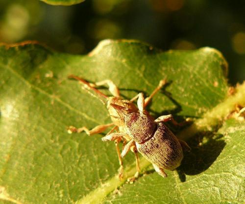 Curculio elephas