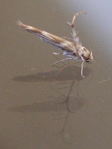 Palumbina guerinii