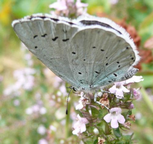 Réf. 40 860 : Celastrina argiolus