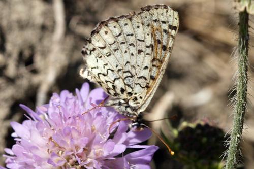 Réf. 40 824 : Melitaea didyma