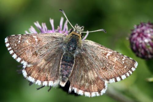 Réf. 40 865 : Pyrgus cacaliae