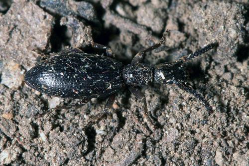 Stenosis sp.