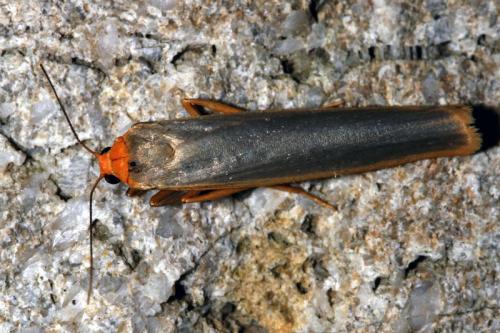 Eilema sp.