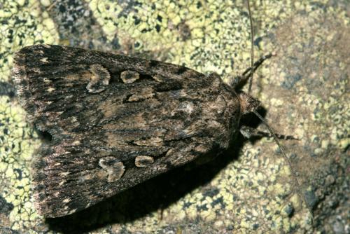 Réf. 40 864 : Dichagyris nigrescens