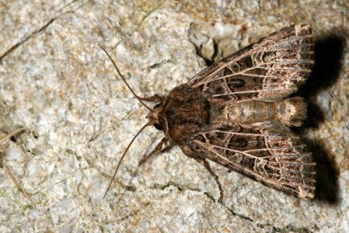 Sideridis reticulata