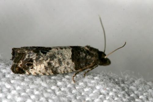 Réf. 40 960 : Spilonota laricana