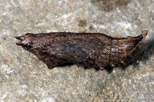 Aglais urticae