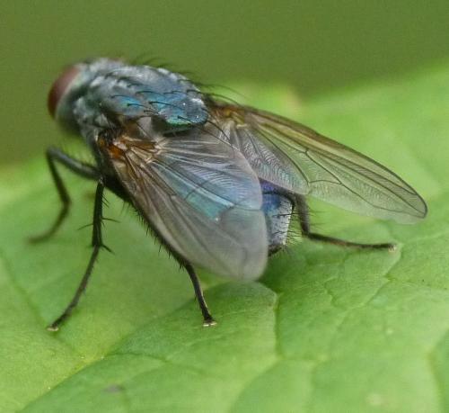 Réf. 40 787 : Eudasyphora sp.