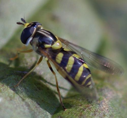 Réf. 40 950 : Dasysyrphus albostriatus
