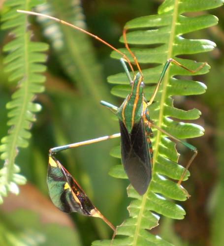 Diactor bilineatus