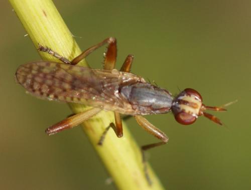 Dichetophora obliterata