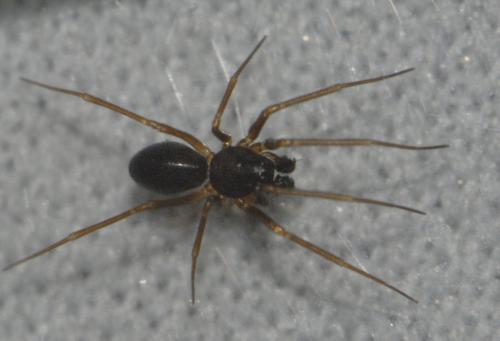 Diplostyla concolor