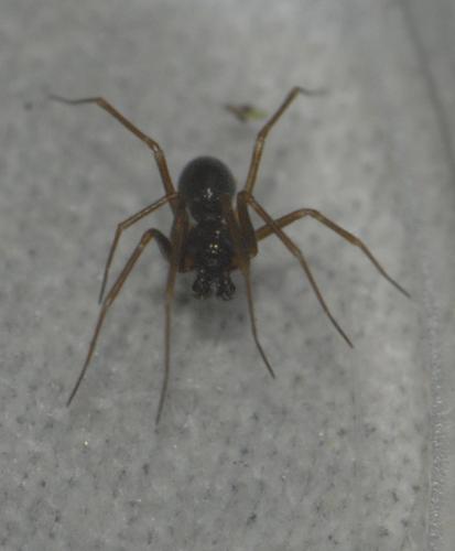 Diplostyla concolor