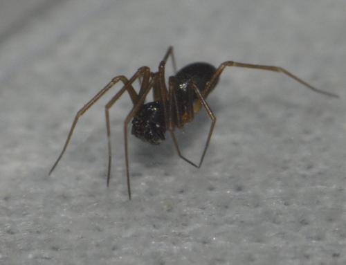 Diplostyla concolor