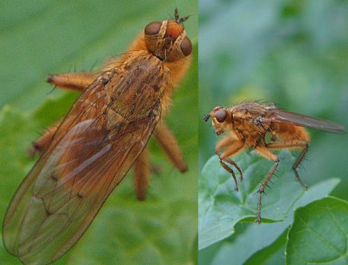 Scathophaga stercoraria
