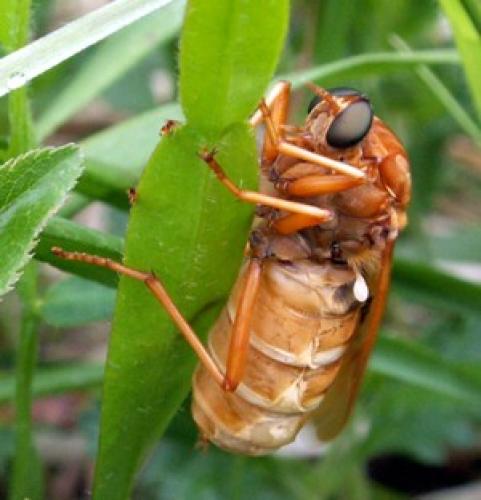 Coenomyia ferruginea