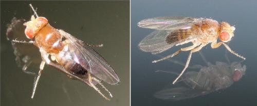 Drosophila melanogaster