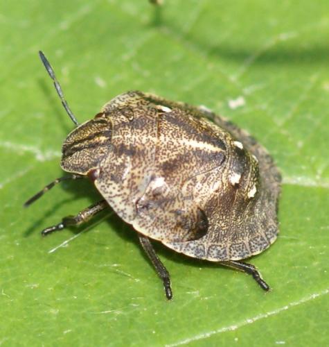 Eurygaster testudinaria