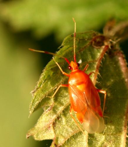 Réf. 40 548 : Deraeocoris sp.