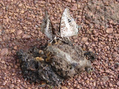 Charaxes achaemenes