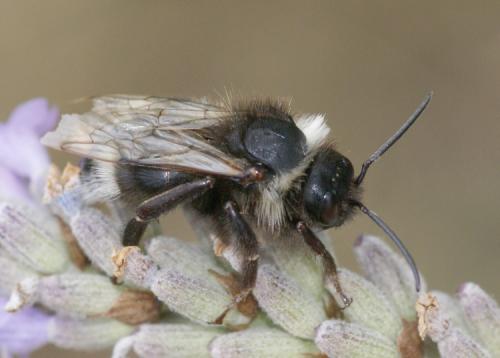Bombus sp.